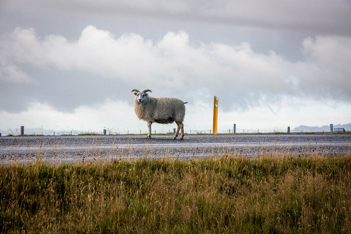 Iceland sheep everywhere