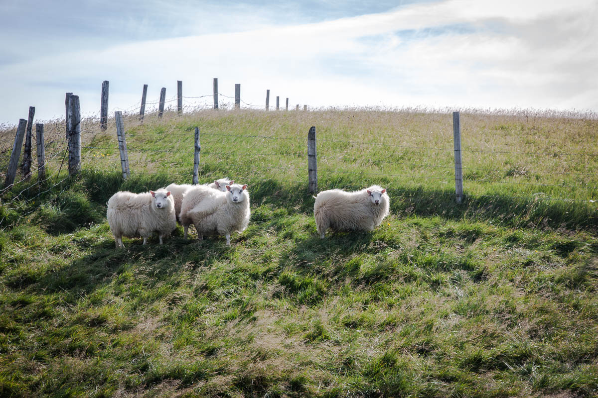Sheep everywhere in Iceland