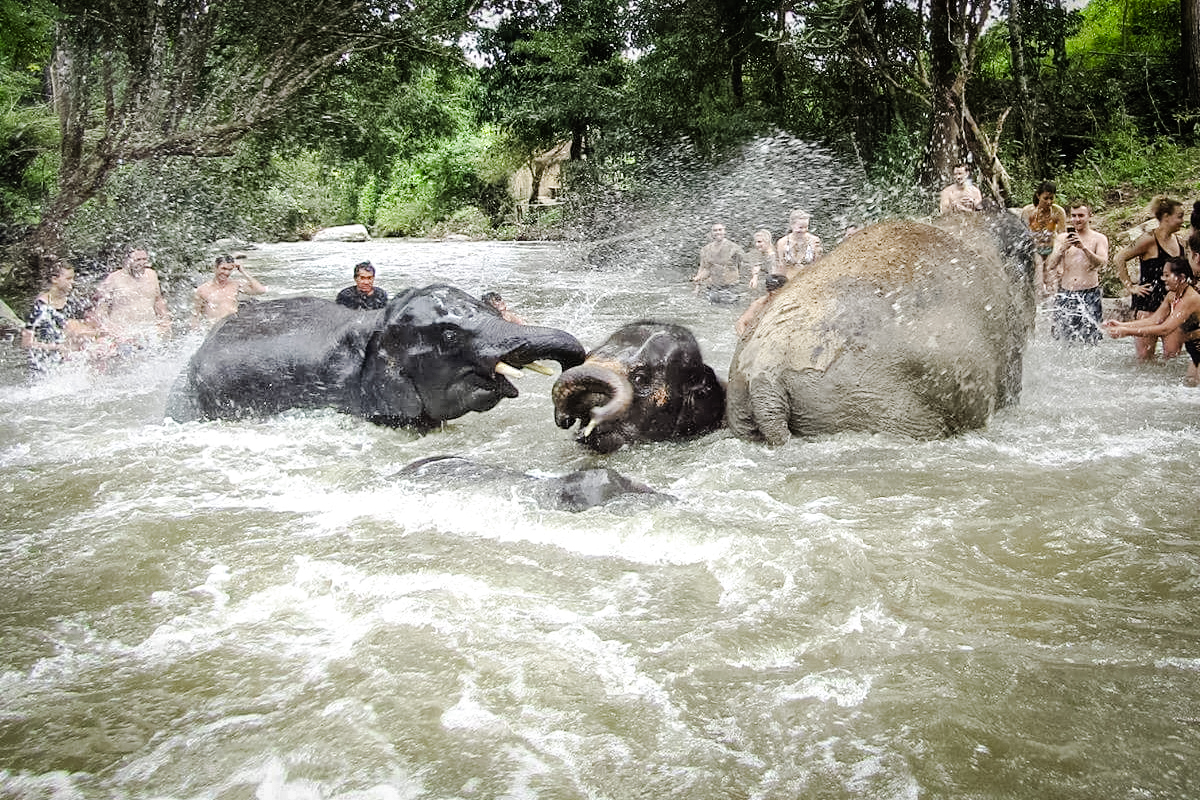 bathing elephants in the river with elephant jungle sanctuary