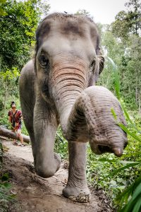 hiking with elephants with elephant jungle sanctuary