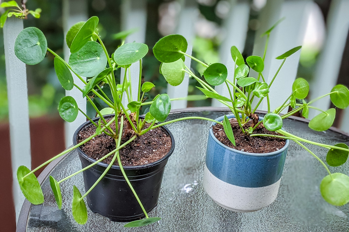 Repotting a Pilea Peperomioides (aka Chinese Money Plant