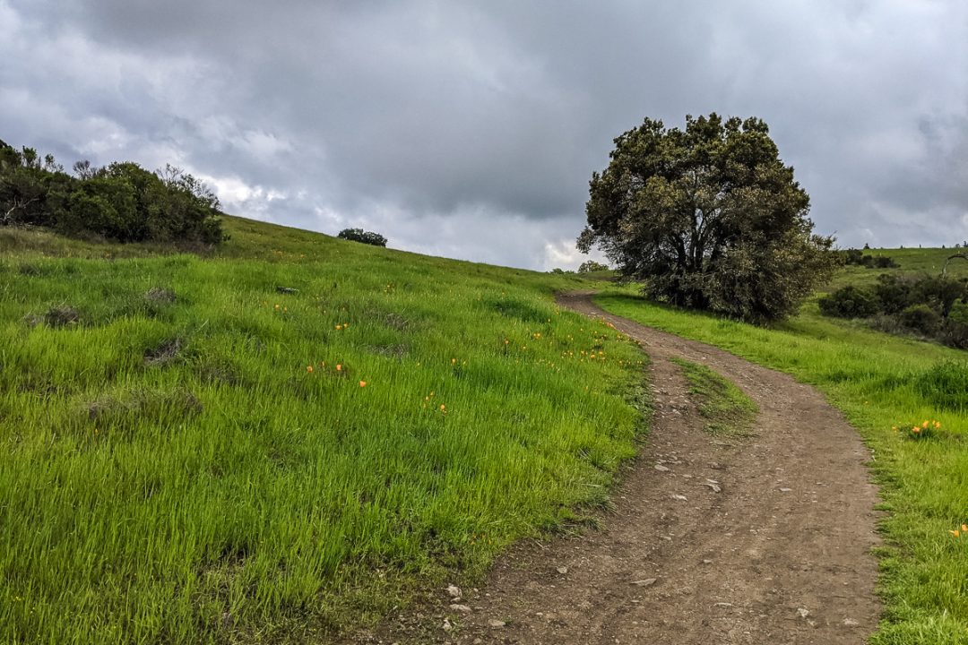 Pearson-Arastradero Preserve