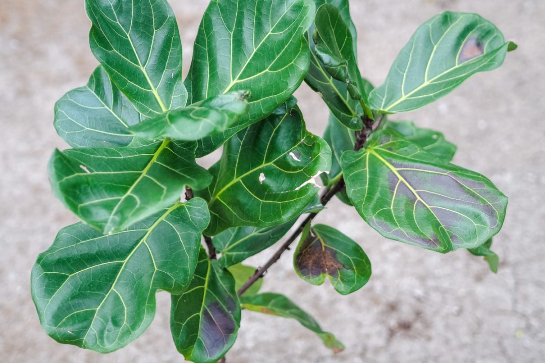 burnt fiddle leaf fig