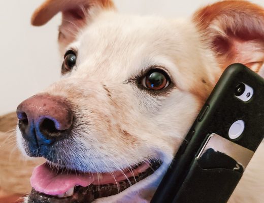 dog holding phone and wallet